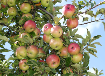 Apples on an apple-tree. Ukraine.