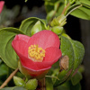 Botanische Sammlungen
