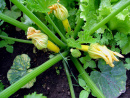 Marinierte Zucchini als Beilage zum Grillfest