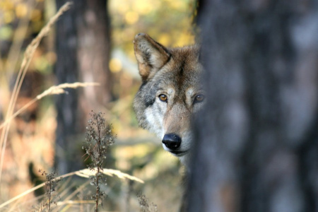 Der Wolf. Foto: Janine Meißner.