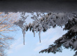 Herz voll Winter