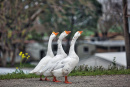 Luthers Gericht aus einer Gans