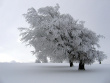 Wo bleibt der Winter?