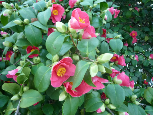  Blüten der Pillnitzer Kamelie. Urheber: Linear77.