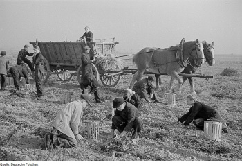 Bauern und Kinder auf dem Feld bei der Kartoffelernte: Deutsche Fotothek?. 