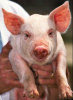 Das Schwein in alter Zeit und ein klassisches Rezept