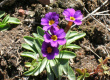 Der Frühling hat sich eingestellt