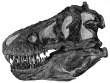 Saurierpark Kleinwelka – Auge in Auge mit einem Tyrannosaurus Rex 