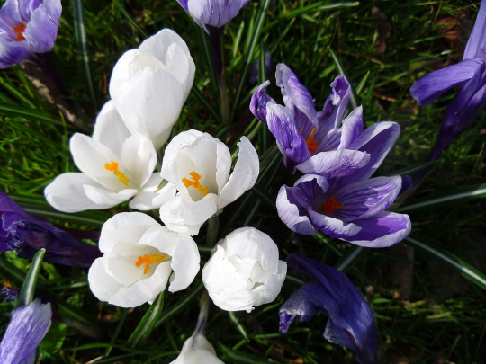 Krokus. Waar zijn de beijen. Urheber: John - el - Castillo. 